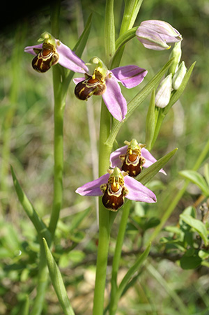 Ophrys apiféra
